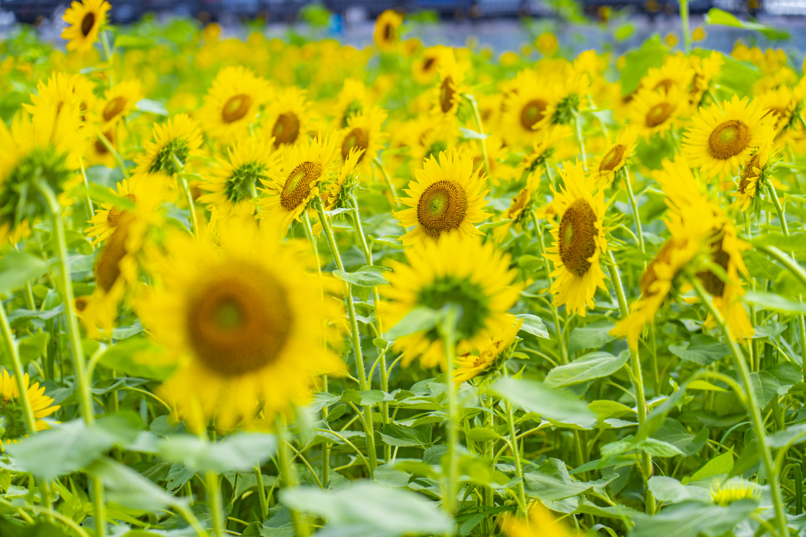 5dece2b8c9e96d4ca097efc1f45586